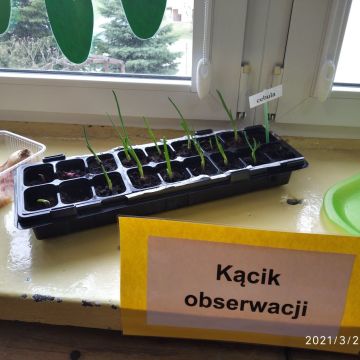 Zakładamy Mini Ogródek